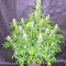 Northern Lights Autoflower feminisierte Samen (Seedstockers)
