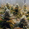 Original Glue (Nirvana Seeds) Cannabis-Samen