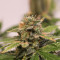 Skunk #1 (Sensi Seeds) Cannabis-Samen