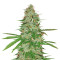 Strawberry Banana (Reserva Privada) Cannabis-Samen