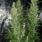 Super Critical Auto (GHS) Cannabis-Samen