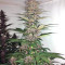 Violeta Regular (Ace Seeds) Cannabis-Samen