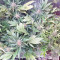 White Critical (White Widow +) (Original Sensible Seeds) Cannabis-Samen