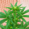 Critical Lights (Expert Seeds) Cannabis-Samen