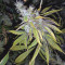 Kushberry (DNA Genetics) Cannabis-Samen