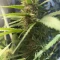 Tangie'matic Auto (Fast Buds) Cannabis-Samen zu verkaufen