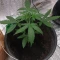 Gelato Auto Cannabis-Samen Kaufen