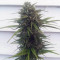 CBD Blue Shark (Barney's Farm) Cannabis-Samen zu verkaufen