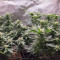 AK-49 Cannabis-Samen Kaufen