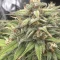 Gorilla Cookies Auto (Fast Buds) Cannabis-Samen zu verkaufen