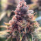 Strawberry Lemonade Cannabis-Samen Kaufen