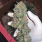 Critical Kush Cannabis-Samen Kaufen