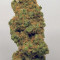 Kaufe Original Trainwreck Auto Samen feminisiert von Fast Buds