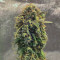 Rhino Ryder Auto (Fast Buds) Cannabis-Samen zu verkaufen