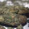 Do-Si-Dos OG Cannabis-Samen Kaufen