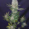 Lemon Shining Silver Haze Cannabis-Samen Kaufen