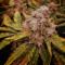 Pineapple Chunk Cannabis-Samen Kaufen