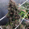 Auto Night Queen Cannabis-Samen Kaufen