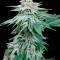 Skunk #1 (Sensi Seeds) Cannabis-Samen zu verkaufen