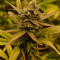 Girl Scout Cookies Autoflower (Seedstockers) Cannabis-Samen zu verkaufen