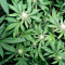 Mimosa EVO (Barney's Farm) Cannabis-Samen zu verkaufen