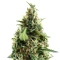 Arjan's Ultra Haze #1 (GHS) Cannabis-Samen