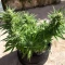 Auto Bruce Banner XXL (Advanced Seeds)