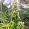 Auto Bubble Gum XXL (00 Seeds)