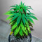 Bubba Kush (GHS) Cannabis-Samen