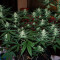 Gelato Auto feminisierte Samen (Fast Buds)
