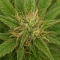 Mango Frost Auto (Fast Buds)