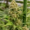 Princess Haze feminisierte Samen (Brothers Grimm Seeds)