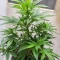 Purple Stilton Auto (Auto Seeds) Cannabis-Samen