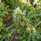 Shamanic Haze (De Sjamaan Seeds) Cannabis-Samen