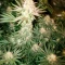 Skunky Monkey Auto (Heavyweight Seeds) Cannabis-Samen