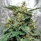S.O.D.K Auto (Mephisto Genetics) Cannabis-Samen