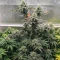 Sorbet Stash (DNA Genetics) Cannabis-Samen