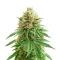 Strawberry AKeil (Serious Seeds) Cannabis-Samen