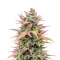 Trop Cherry (Original Sensible Seeds)