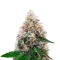 Watermelon Punch Auto (Growers Choice)