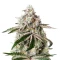 White Widow (GHS) Cannabis-Samen