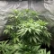 White Widow (RQS) Cannabis-Samen