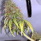 White Widow (Seedstockers) Cannabis-Samen