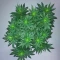 Wombat (BlimBurn Seeds) Cannabis-Samen