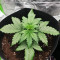 AK420 (Seedstockers) Cannabis-Samen