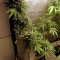 Auto Kaya 47 (Advanced Seeds) Cannabis-Samen