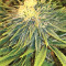Auto Purple Gorilla (Short Stuff Seeds) Cannabis-Samen