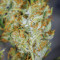Cherry Bomb Auto (Bomb Seeds) Cannabis-Samen