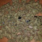 Eleven Roses feminisierte Samen (Delicious Seeds)