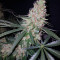 Exodus Kush (DNA Genetics) Cannabis-Samen